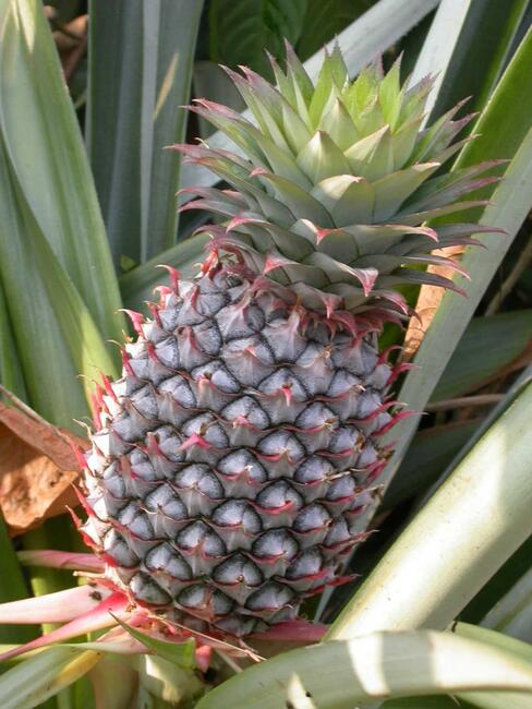 ananas