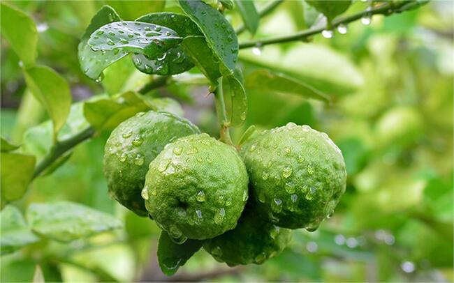 bergamot