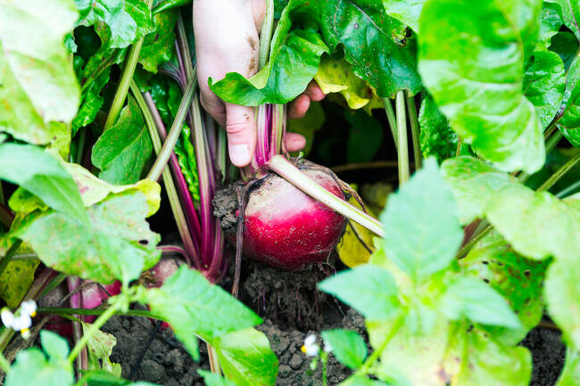 chioggiabiet