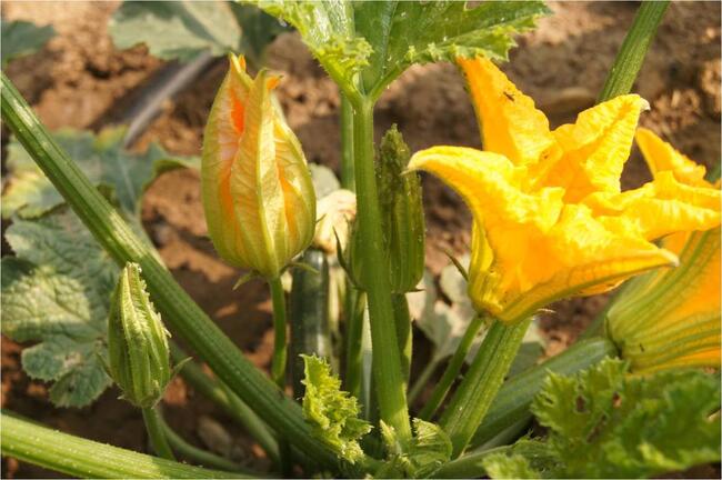 courgettebloem