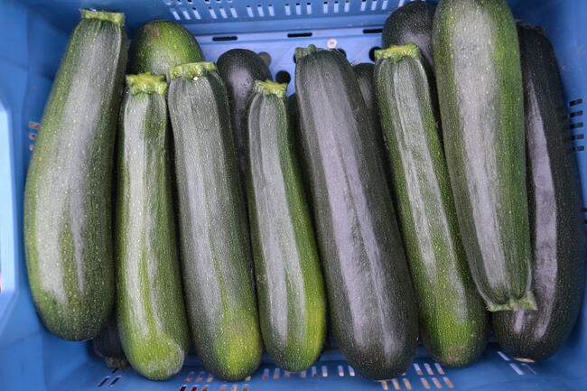 Courgette