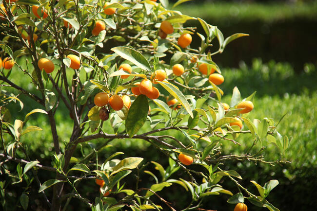 kumquat