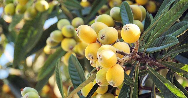 loquat